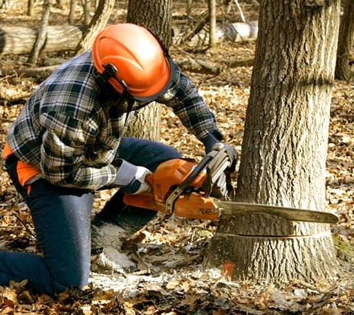 Tree Removal in Pass Christian, MS